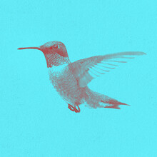 Modern Two-color Poster. Depicting A Hummingbird. Painted In The Style Of Linocut.