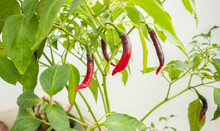 Some Colorful Red Chilies Growing At Home Balcony Garden In Dhaka, Bangladesh