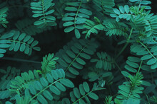 Background Of Green Tropical Plants With Small Juicy Leaves In A Row In A Dark Key With A Soft Contrast.