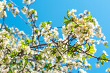 Fototapeta Na sufit - Beautiful spring background with a blooming apple tree