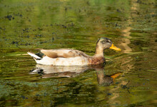 Immature Dabbling Duck Swimming On The Canal With A Reflection