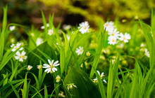 Grass With White Flowers