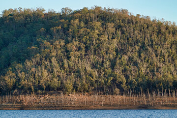 Canvas Print - Closeup of forest trees with a river in front of it