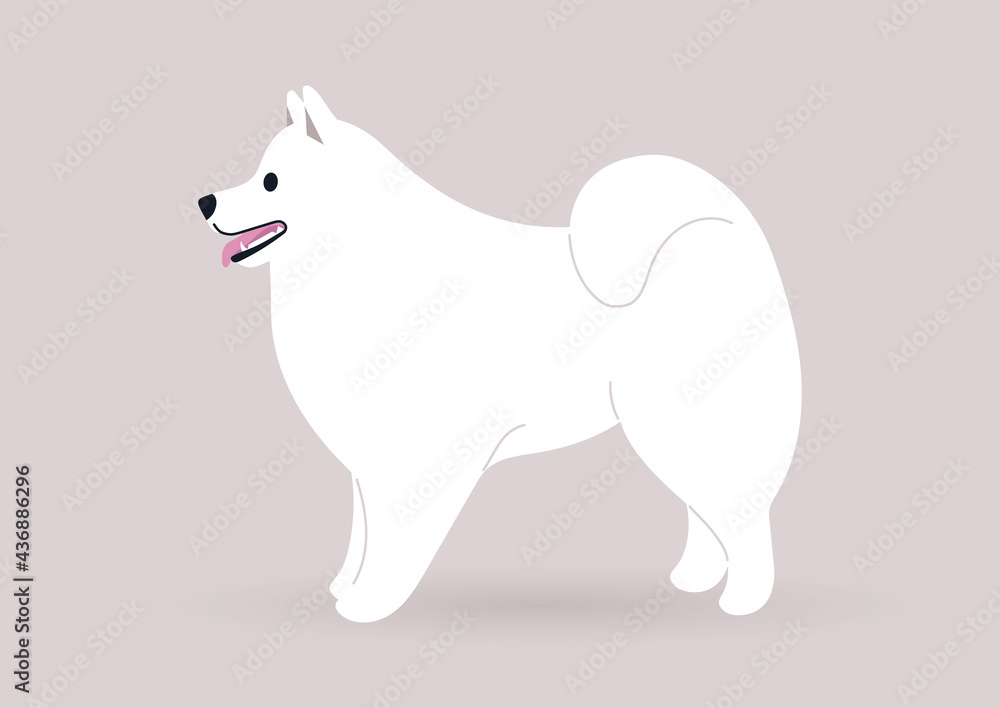 A white samoyed dog standing in a side view, black nose and pink tongue, a cute mascot - obrazy, fototapety, plakaty 