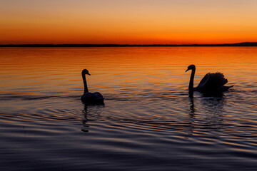 Black silhouette of a swan family at sunset