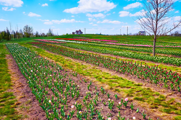 Wall Mural - Explore the tulips varieties in the tulip field