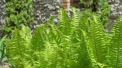 Wall Mural - young green fern in spring 