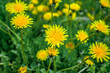 Bright yellow flower Taráxacum dandelion in nature in a field in green grass.