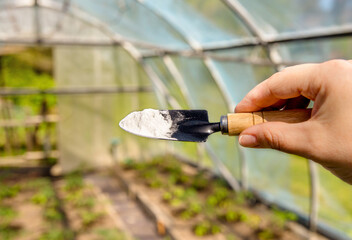 Using baking soda, sodium bicarbonate in home garden and agricultural field concept. Selective focus on person hand holding gardening trowel spade with pile of baking soda, blurred greenhouse on back.