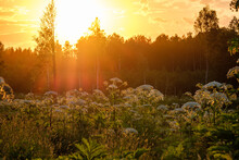 Cow Parsnip (Heracleum Sosnowsky) Field In Bright Sunset Light