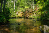 Fototapeta Krajobraz - calm forest smal lriver with small waterfall from natural rocks