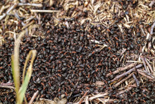 Pack Of Red Ants In The Forest