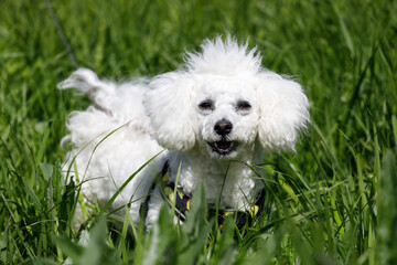 Canvas Print - White dog breeds poodle in the grass in the park