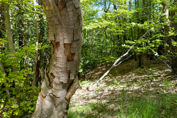 Wall Mural - Foresta Deiva - Forte Lodrino (Giovo Ligure), Savona.