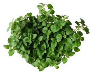 Fresh green oregano plant on white