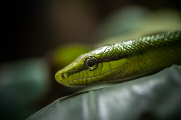 Wall Mural - the green snake lurks in the branches, incredible wildlife