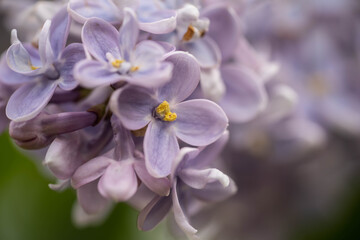 Wall Mural - purple lilac blooms in the park, incredible wildlife