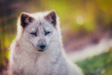 Sticker - Arctic fox resting in the reserve in early summer