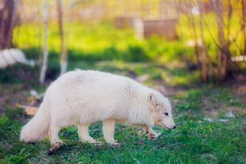 Poster - Arctic fox resting in the reserve in early summer