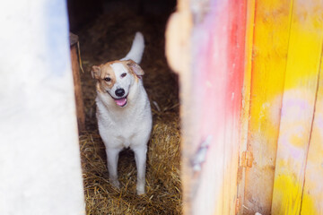 Wall Mural - Cheerful dog in an aviary close up, portrait of a dog