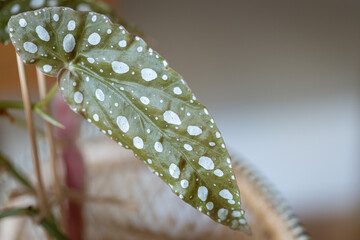 Begonia Maculata Polka dot plant macro