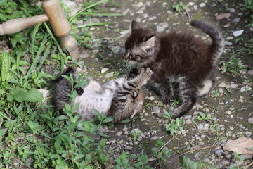 Wall Mural - kitten playing in the garden