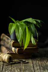 Sticker - Green ramsons leaves. Wild garlic.