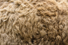 Natural Yak Wool Close-up Texture