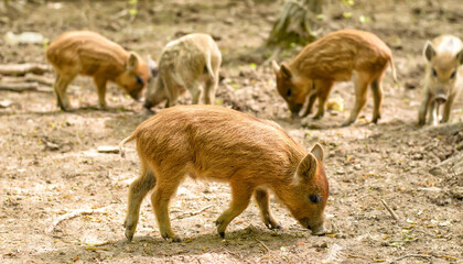 Wall Mural - Little wild brown piggy (Sus scrofa), searching for food, four other piglets in the background, selective focus