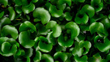 water hyacinth leaf pattern background