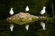 Mirrored image of three birds on a rock reflected in the water