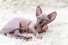 Portrait Of Beautiful Canadian Sphynx Cat Kitten Looking At Camera, Lying Down On White Background, Carpet With Long Pile. Studio Shot Of Hairless Female Kitten.
