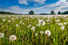 Selective Focus On White Fluffy Dandelions On A Field On A Sunny Summer Day. In The Background Is A Blue Sky With Clouds And Trees. Colorful Rural Landscape.