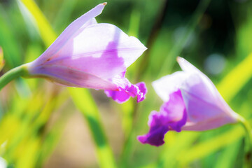 Wall Mural - Purple orchids with beautiful.