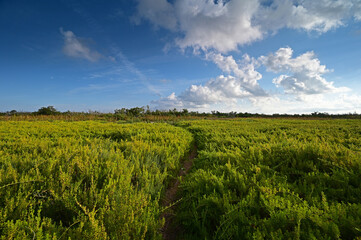 Wall Mural - Field of Saltwort - Batis maritima - on Coastal Priarie in Everglades National Park, Florida.