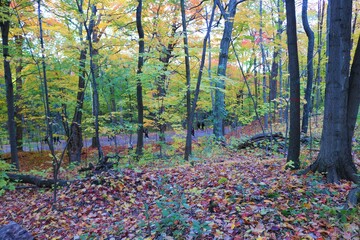 autumn in the park