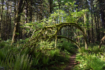 Wall Mural - Canadian Rain Forest. View of Fresh Green Trees in the Woods with Moss. Taken in Golden Ears Provincial Park, near Vancouver, British Columbia, Canada. Nature Background