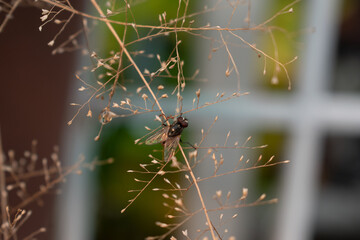 spider on the web