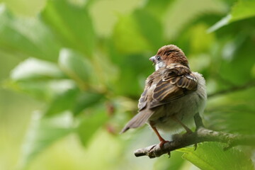 Canvas Print - sparrow on the branch