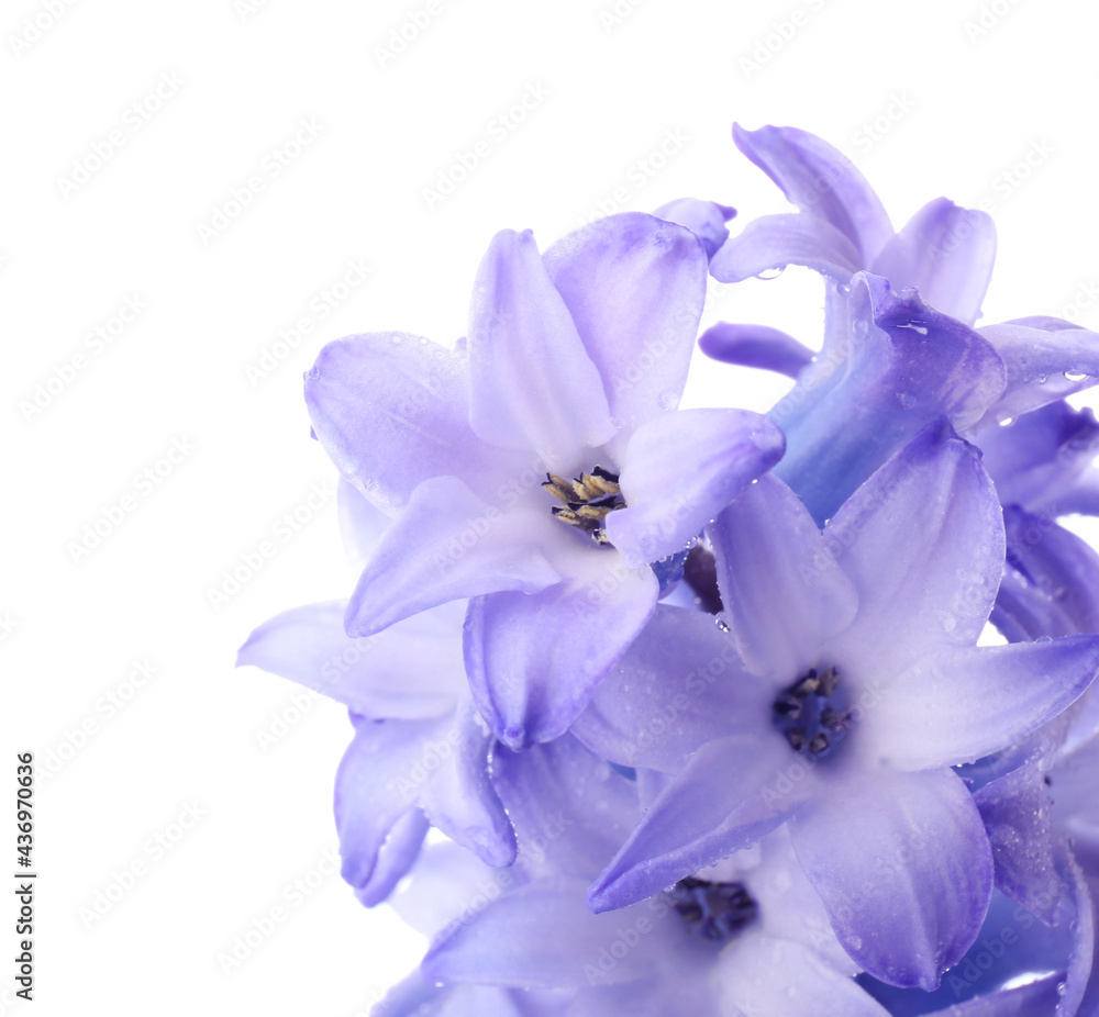 Beautiful hyacinth flowers on white background