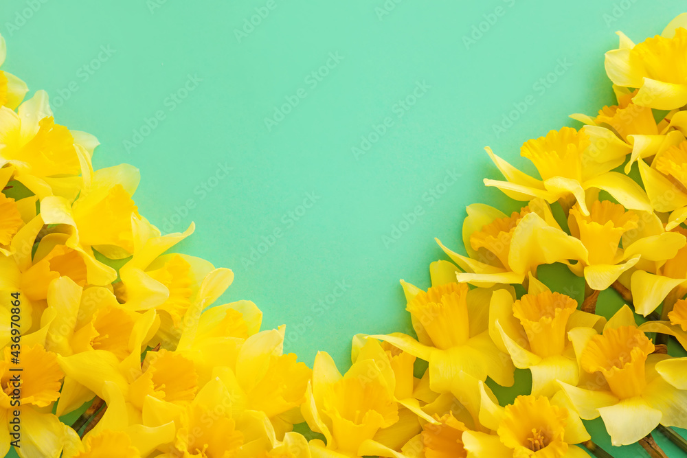 Beautiful daffodils on color background