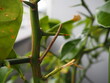 金柑の木の上で木の枝に擬態するシャクトリムシ
