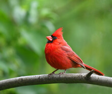 Red Cardinals Standing On The Spring Green Tree Branch