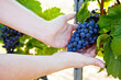 Close-up of hands of winemaker, wine grower or grape picker with ripe blue grapes on grapevin. Man harvesting. Mosel and Rhine in Germany. Making of delicious red wine. German Rheingau region.