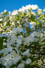 Wall Mural - beautiful white dog wood flowers blooming on the branches on a sunny day