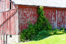 Old Rural Country Barn Building With Bright Green Vine Shrubs Growing Up The Side In Afternoon Shadows