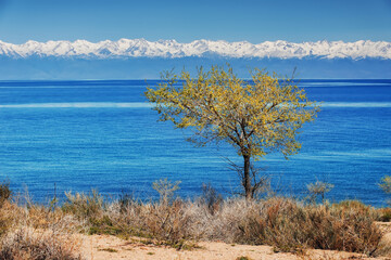 A tree on the mountain shore of a large lake Issyk-Kul, high snowy mountains, dark blue water, clear blue sky. Kyrgyzstan