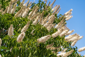 Canvas Print - Horse chestnut blossoms with white flowers.