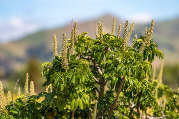 Sticker - Horse chestnut tree (Aesculus hippocastanum) branch with blooming panicle flower buds.	