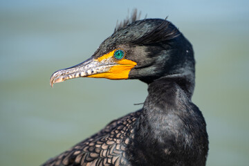 Poster - Portrait of double-crested cormorant (phalacrocorax auritus)	